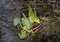 Eastern skunk cabbage ,Symplocarpus foetidus