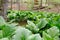 Eastern Skunk Cabbage, Symplocarpus foetidus, growing in a marsh area