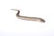 Eastern slow worm Anguis fragilis colchicus