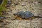 Eastern Snapping Turtle, Chelydra serpentina