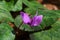 Eastern sowbread flower in natural forest