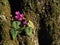 Eastern Sowbread flowers in natural forest