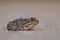 Eastern spadefoot toad Pelobates syriacus lying on the sand.  on light background