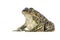 Eastern spadefoot toad on white background