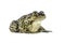 Eastern spadefoot toad on white background