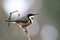 Eastern Spinebill, Australian native bird