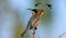 Eastern Spinebill Honeyeater bird with copy space