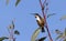 Eastern Spinebill honeyeater with blue sky background