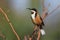 Eastern Spinebill honeyeater with copy space