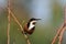 Eastern Spinebill Honeyeater perched in tree