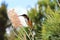 Eastern Spinebill with tropical Bottlebrush flower