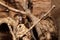 Eastern spiny mice (Acomys dimidiatus) on straw