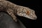 Eastern spiny-tailed gecko Strophurus intermedius