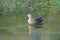 Eastern Spot-billed Duck