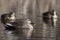 Eastern Spot-billed Duck, Anas zonorhyncha