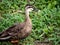 Eastern spot-billed duck on Izumi river bank 5