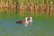 Eastern Spot-billed Duck swimming in a lake