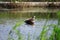 Eastern Spot-billed Duck swimming in a lake