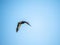 Eastern spotbilled duck Anas zonorhyncha in flight