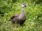 Eastern spotbilled duck in a grassy field 1