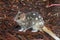 Eastern Spotted Quoll