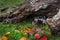 Eastern Spotted Skunk Spilogale putorius Glances Out From Beneath Log Autumn