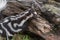 Eastern Spotted Skunk Spilogale putorius Paws Up on Log Close Up Summer