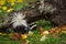 Eastern Spotted Skunk Spilogale putorius Tail Towards Viewer