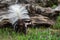 Eastern Spotted Skunk Spilogale putorius Turned Tail Pointed at Viewer Summer