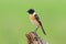 Eastern Stonechat Saxicola stejnegeri Beautiful Male Birds of Thailand
