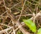 Eastern Stripe-bellied Sand Snake skin shedding