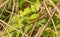 Eastern Stripe-bellied Sand Snake in vegetation