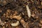 Eastern Subterranean Termite - Reticulitermes flavipes