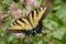Eastern swallowtail butterfly on tall joe pye weed