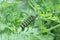 Eastern Swallowtail Caterpillar Eating a Parsley Plant