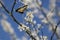 Eastern Swallowtail in flight near white redbud flowers