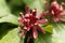 Eastern sweetshrub bush, Calycanthus floridus.