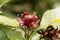 Eastern sweetshrub bush, Calycanthus floridus.