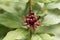 Eastern sweetshrub bush, Calycanthus floridus.