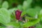 Eastern sweetshrub Calycanthus floridus, budding flower