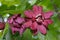 Eastern sweetshrub flowers