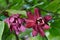 Eastern sweetshrub flowers