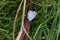 Eastern Tailed Blue  800443