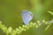 Eastern Tailed Blue Butterfly  612277
