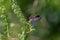 Eastern tailed blue butterfly on green plant with blurred background