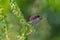 Eastern tailed blue butterfly on green plant with blurred background