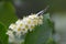 An Eastern-tailed Blue Butterfly perched on chokecherry flowers