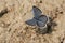 Eastern Tailed Blue - Cupido comyntas