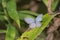 Eastern Tailed Blue - Cupido comyntas