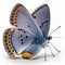 Eastern Tailed-Blue Cupido comyntas Butterfly. Beautiful Butterfly in Wildlife. Isolate on white background